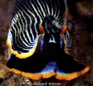 Why so serious?  A big smile from an Armina semperi in An... by Richard Witmer 
